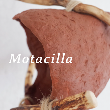 Motacilla